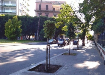 Alberi piantati a Catania