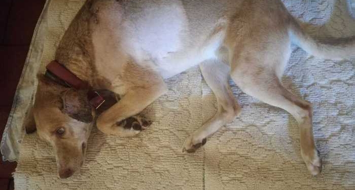 adozione cani catania