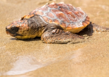 caretta caretta catania