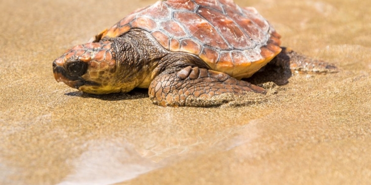 caretta caretta catania