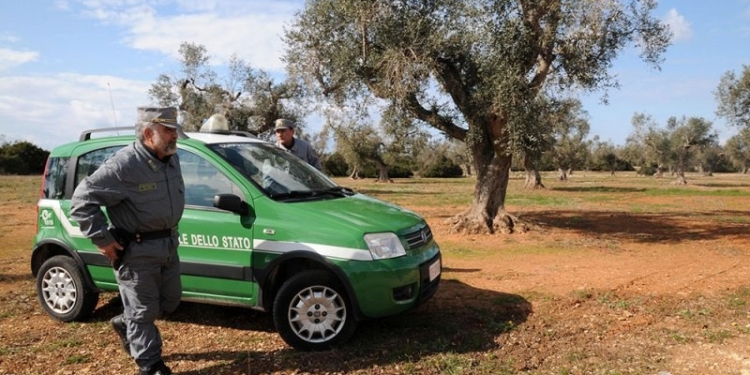 cncorsi sicilia corpo forestale