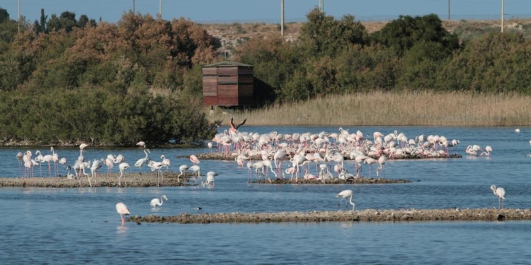 fenicotteri riserva saline priolo