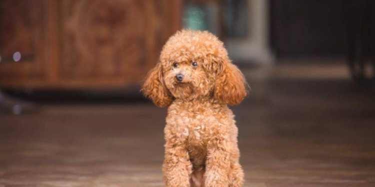 cane positivo covid