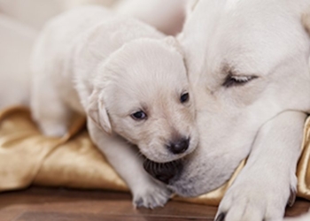 Un cucciolo di cane e sua madre