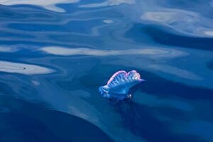 medusa caravella portoghese