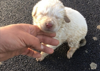 Cucciolo di cane