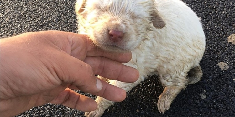 cucciolo abbandonato strada menfi