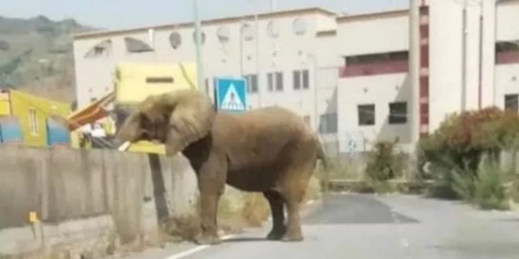 elefante messina foto