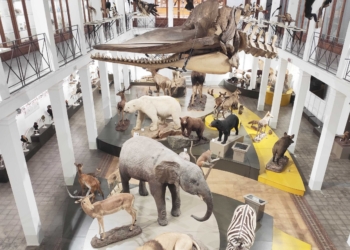 museo di Zoologia