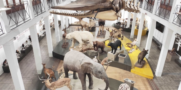 museo zoologia