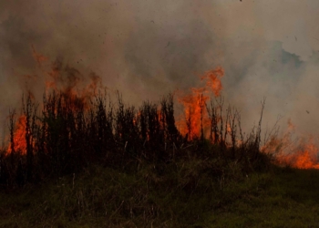 Forest fire in a park in Rome - Cinecitta'