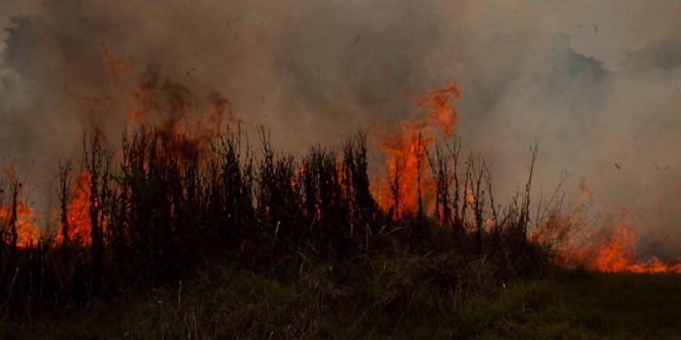 forest fire in a park in rome cinecitta