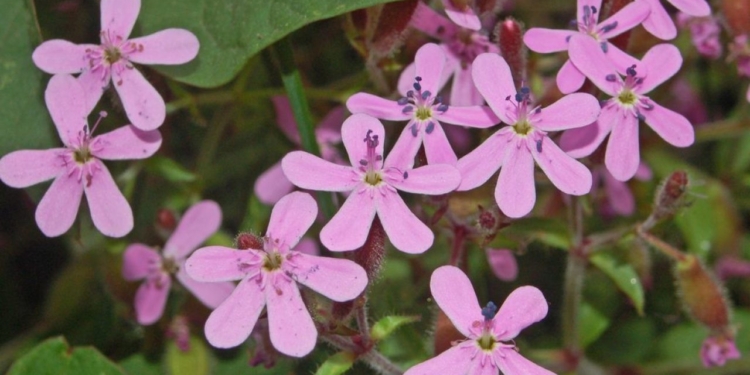 saponaria