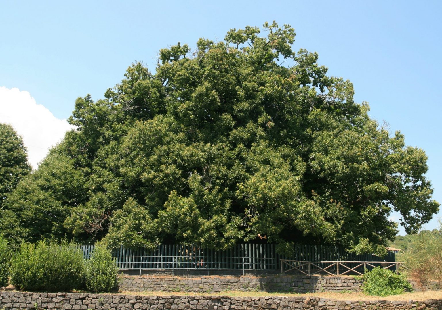 Albero Dellanno 2021 In Finale Il Siciliano Castagno Dei 100 Cavalli