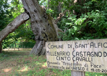 castagno dei cento cavalli