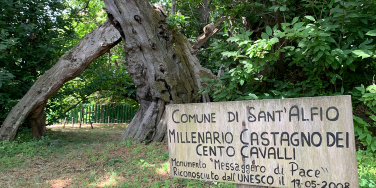 castagno dei 100 cavalli