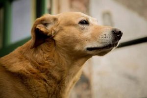 Melo, cane del monastero dei Benedettini di Catania