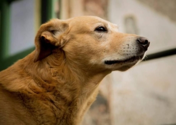 Melo, cane del monastero dei Benedettini di Catania