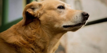 melo cane benedettini