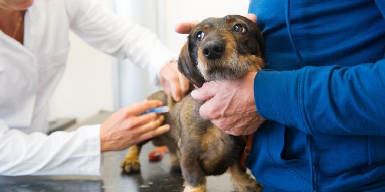 clinica animali catania