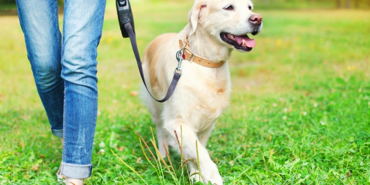 cane passeggiata