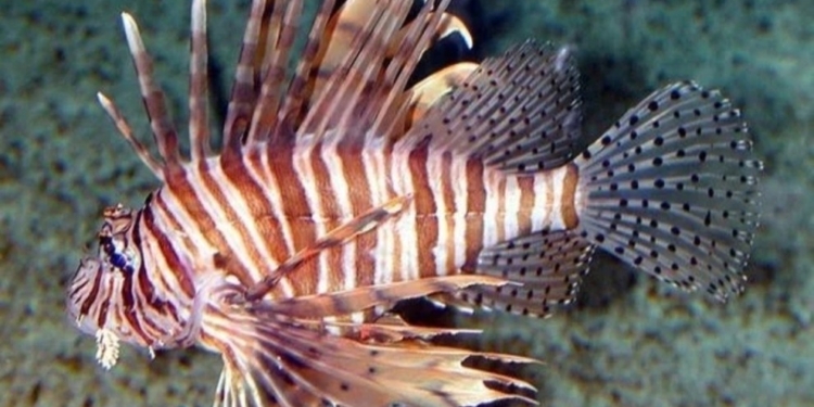 pesce scorpione