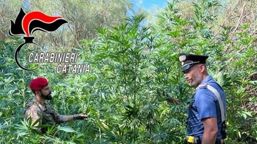Arresto- Piantagione Cannabis- Arresto droga