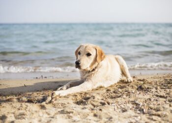 spiagge per cani Sicilia