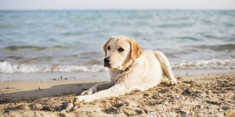 spiagge per cani Sicilia