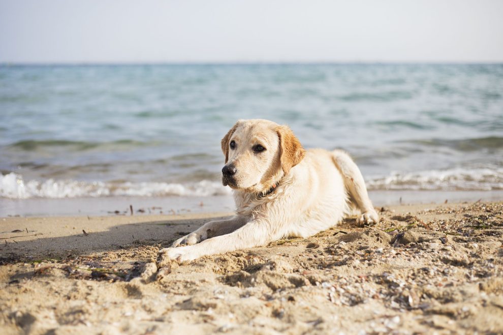 spiagge per cani Sicilia