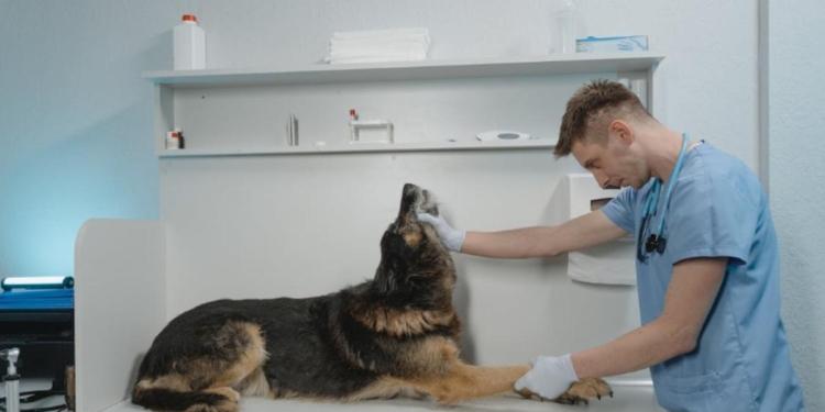 test veterinaria