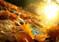 autunno foglie sole