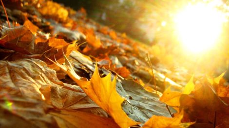 autunno foglie sole