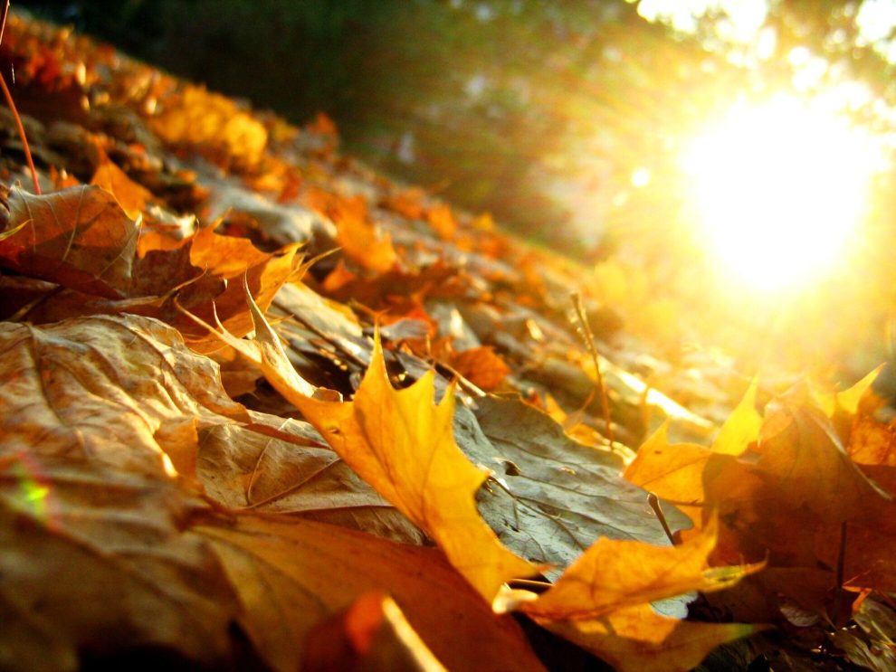 autunno foglie sole