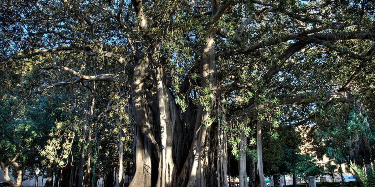 ficus palermo