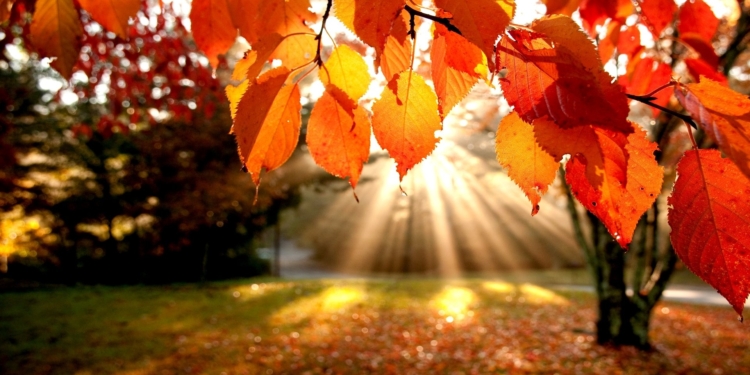 autunno in sicilia foliage