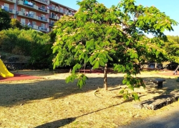 Catanialive- Legambiente- Alberi per Catania