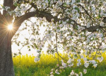 meteo-sicilia-sole-primavera