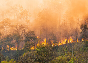 incendi sicilia