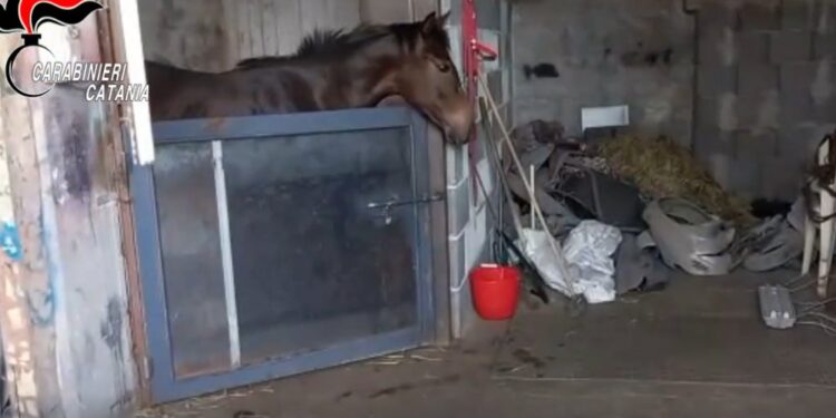 cavallo biancavilla carabinieri