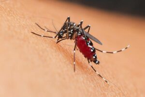 Zanzara virus west nile