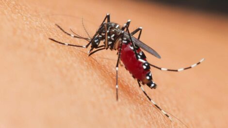 Zanzara virus west nile