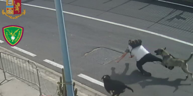 aggressione cani porto catania