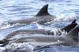 delfini-catania