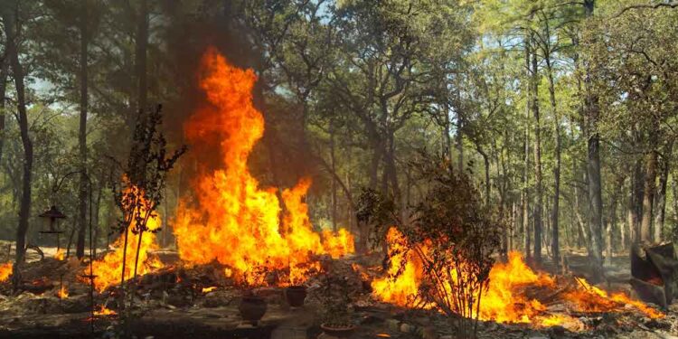 piano incendi boschivi