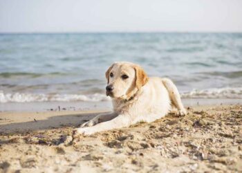 cane in spiaggia