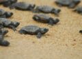 tartarughe-marine