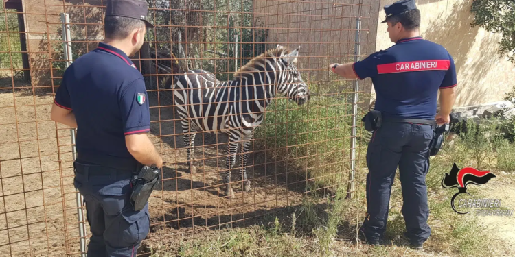 zebra in fattoria