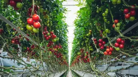 coltivazione illegale pomodori sicilia