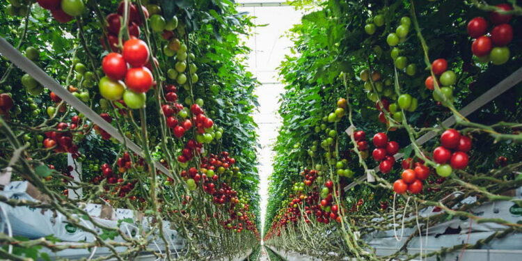 coltivazione illegale pomodori sicilia